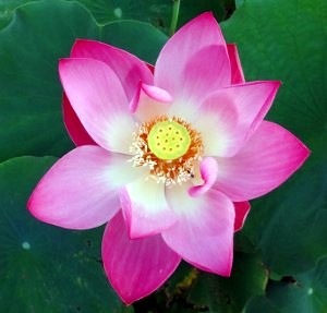 画像の説明