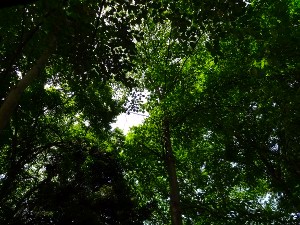 画像の説明