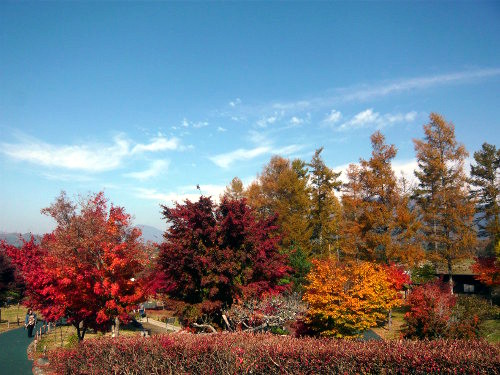 公園内の紅葉