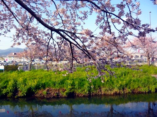 沼川沿いの桜と菜の花