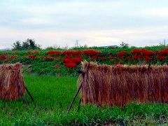 画像の説明 画像の説明