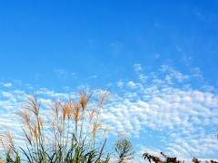 画像の説明 画像の説明