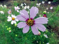 画像の説明 画像の説明