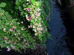 画像の説明 画像の説明