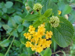 画像の説明 画像の説明