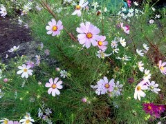 画像の説明 画像の説明