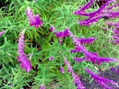 画像の説明 画像の説明