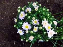 画像の説明 画像の説明