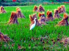 画像の説明 画像の説明