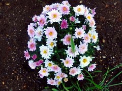 画像の説明 画像の説明