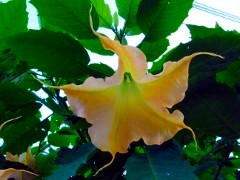 画像の説明 画像の説明