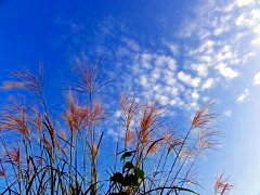 画像の説明 画像の説明