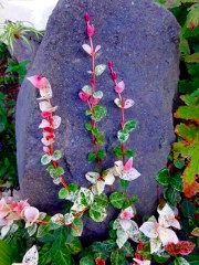 画像の説明 画像の説明