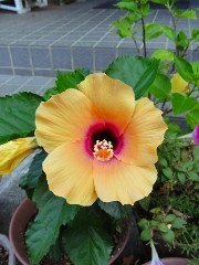 画像の説明 画像の説明