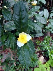 画像の説明 画像の説明