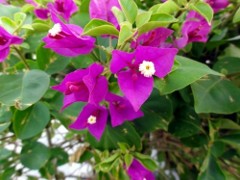 画像の説明 画像の説明