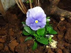 画像の説明 画像の説明