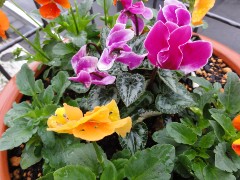 画像の説明 画像の説明