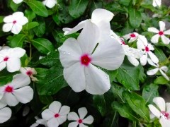 画像の説明 画像の説明