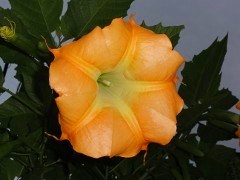 画像の説明 画像の説明