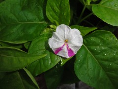 画像の説明 画像の説明