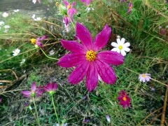 画像の説明 画像の説明